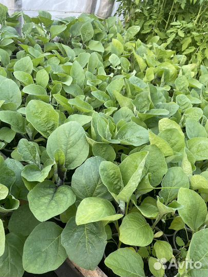 Рассада помидор и перцев, огурцы, капуста