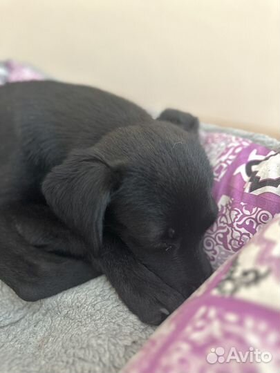 Передержка собак в домашних условиях