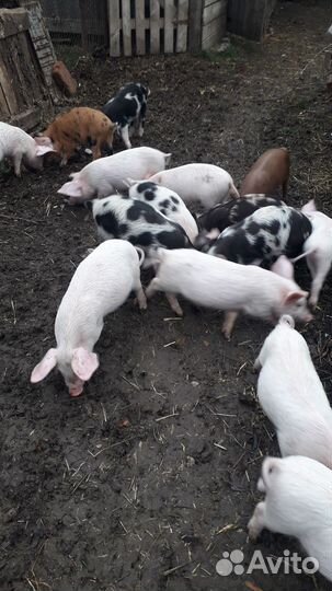 Поросята см1+дюрок
