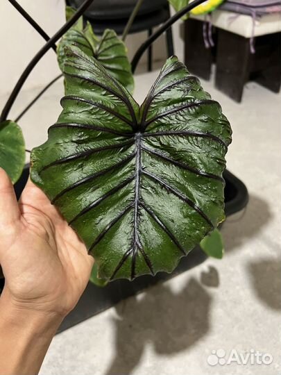 Маска фараона колоказия