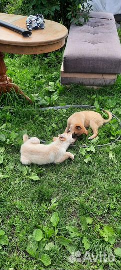 Щеночки мальчики