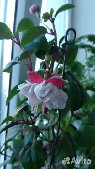 Комнатные цветы фуксия