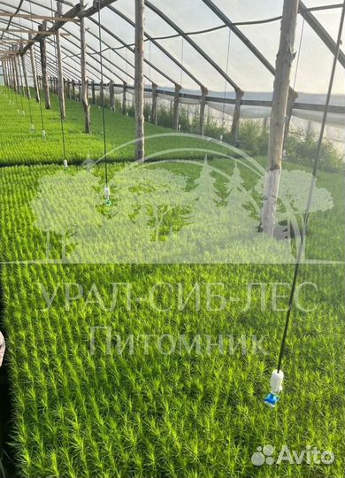 Голубая ель с зкс сеянцы