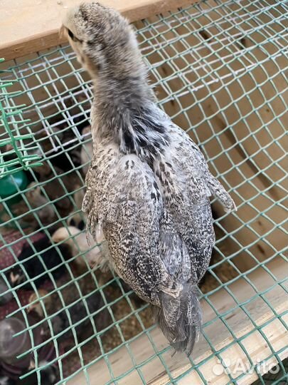 Цесарята, цыплята брама