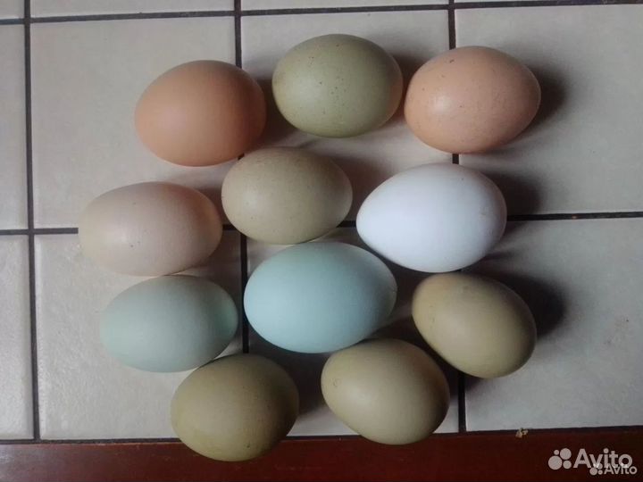 Домашние куриные яйца