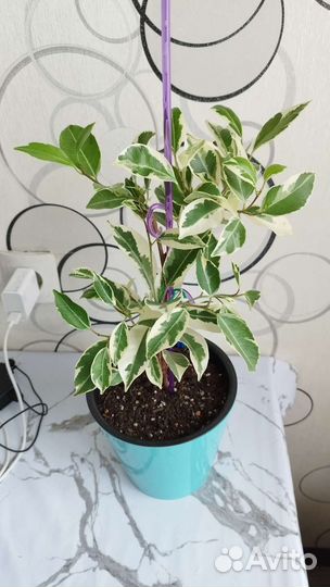 Фикус Ретуза гавайская