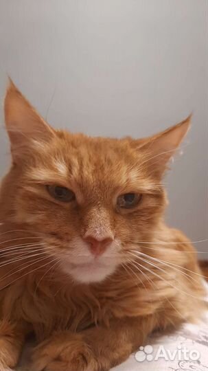 Кошки в добрые руки