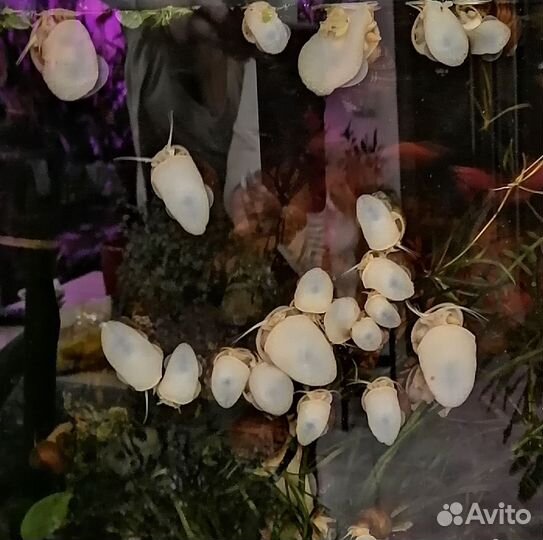 Улитки аквариумные Ампулярии