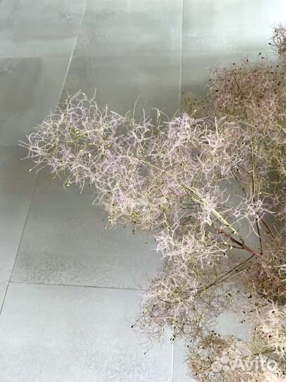 Сухоцветы букет скумпия для интерьера