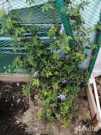 Клематис Ист Ривер