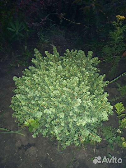 Ель Литтл Джем