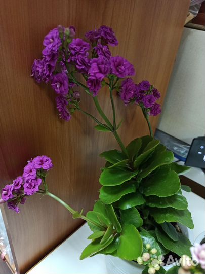 Каланхоэ цветущий