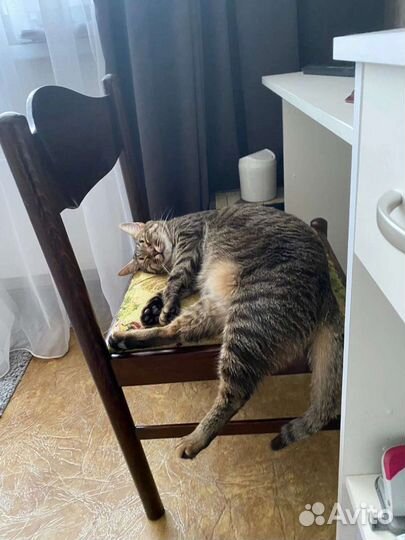 Кот в добрые руки