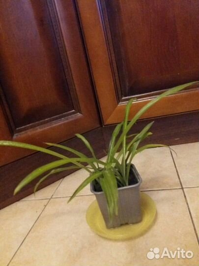 Хлорофитум