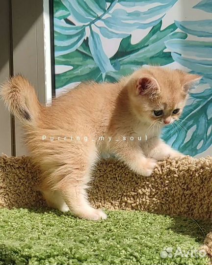 Золотая шиншилла, ny12 (папа ny12)