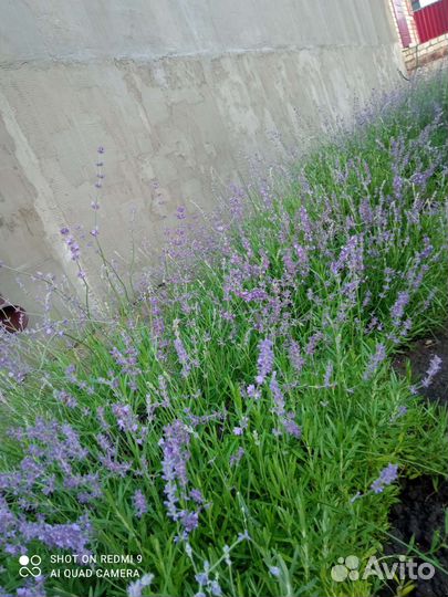 Лаванда саженцы