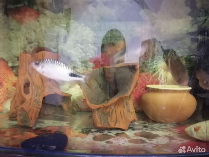 Рыба Цихлиды полосатые оранжевый фламинго