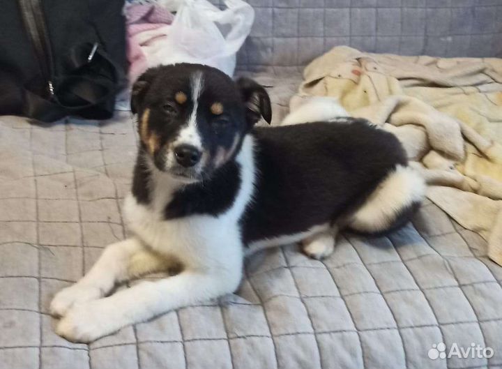 Девочка 5 мес