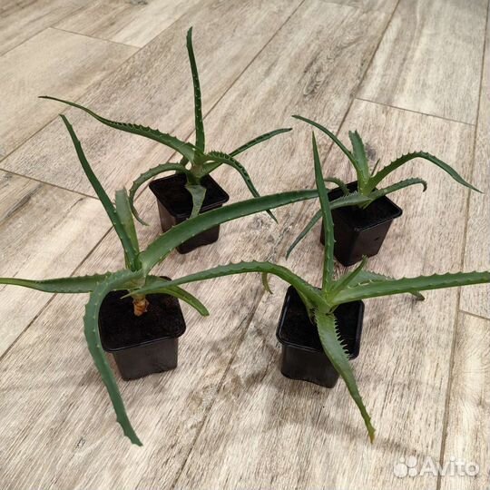 Алоэ древовидное