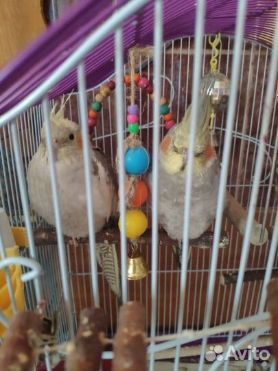 Попугай корелла