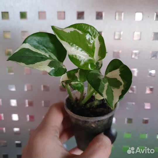 Эпипремнум Н-Джой (N'Joy)