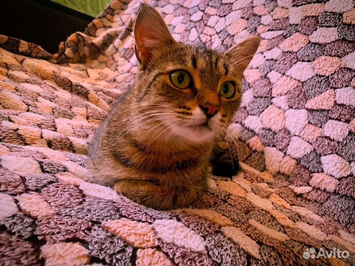 Кошка Муся(стерильная)