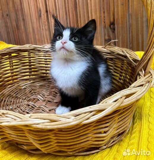 Котенок Марсик ищет семью