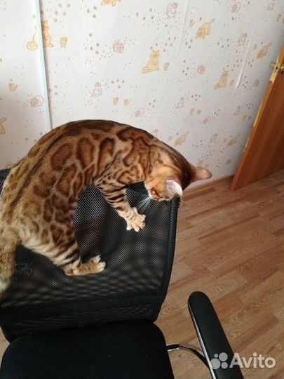 Бенгальский кот для вязки