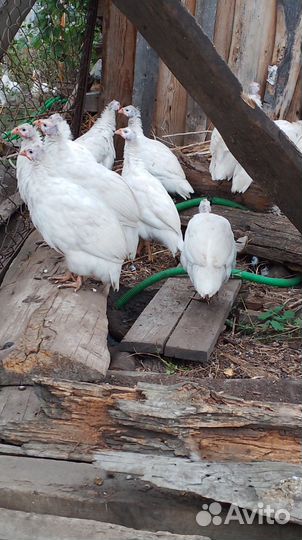 Цыплята бройлеры подрощенные