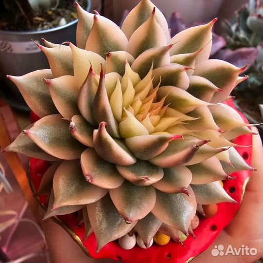 Эхеверии из личной коллекции