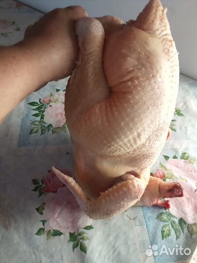Курица домашняя