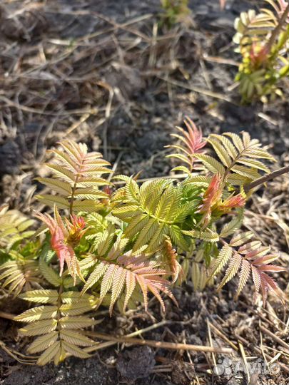 Рябинник рябинолистный