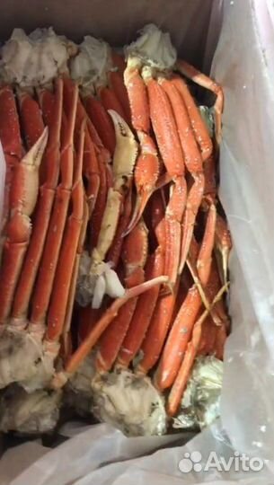 Краб стригун (опилио)