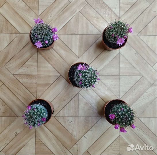 Кактус Маммиллярия / Cactus mammillaris