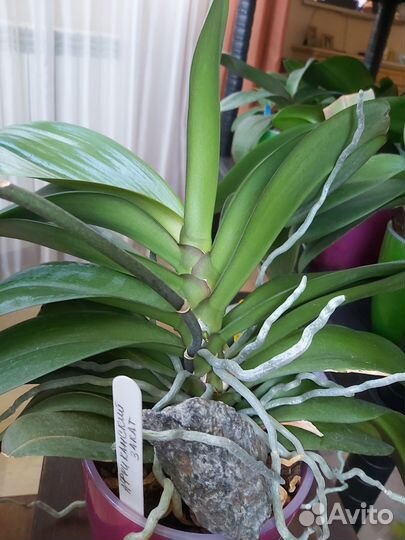 Орхидея фаленопсис