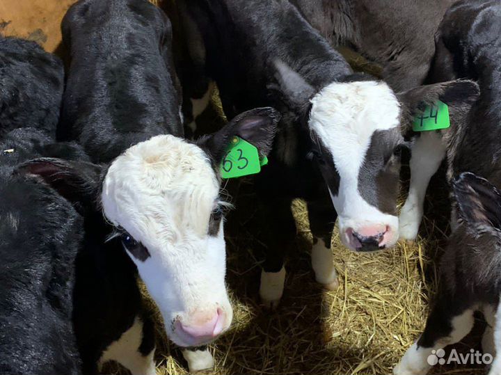 Бычки телята новый завоз