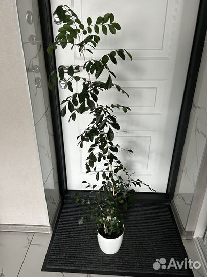 Муррайя метельчатая