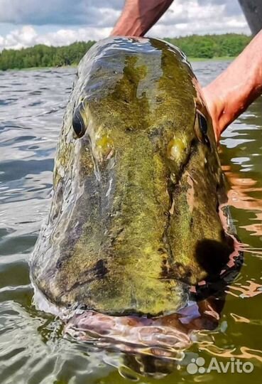 Рыбалка, прогулка на катере с гидом
