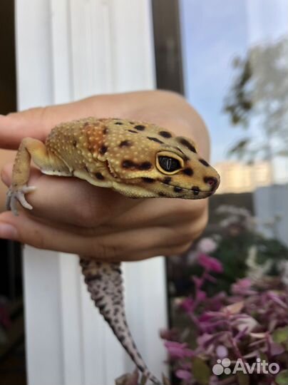 Геккон эублефар