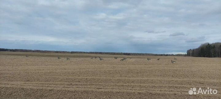 Профиля белолобого гуся