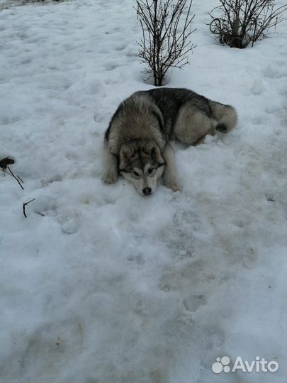 Аляскинский маламут