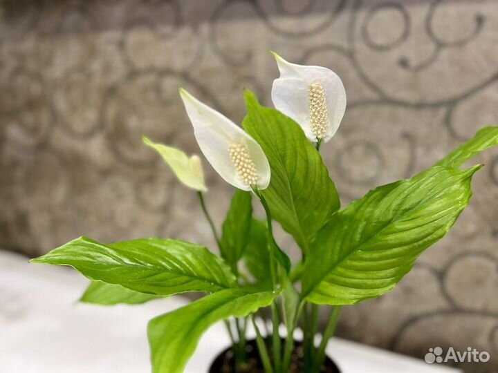 Спатифилум цветок женское счастье