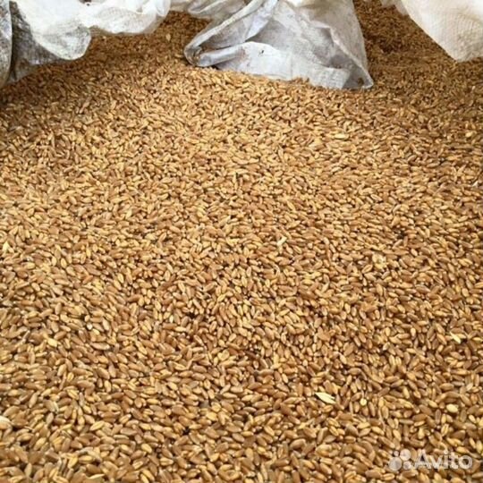 Зерно пшеница