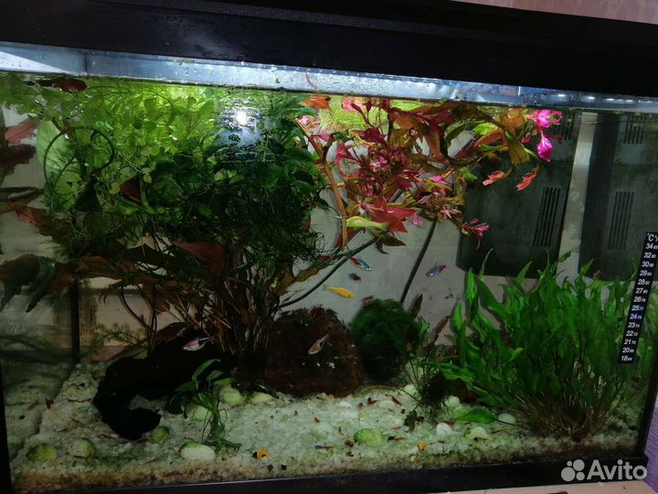 Аквариум с рыбками и креветками