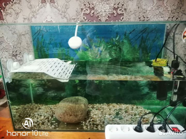 Красноухии черепахи