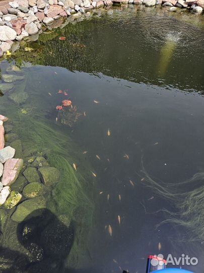 Продаются рыбки карп-кои