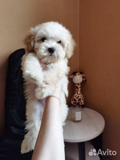 Девочка кремовая мальтипу