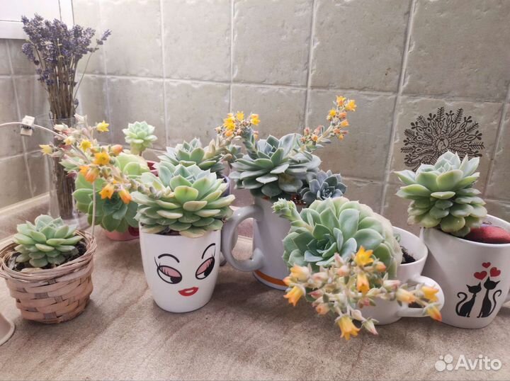 Эхеверия (каменная роза)