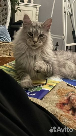 Вязка кошек мейн-кун