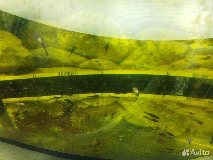 Анцитрусы сомики, моллинезии чёрные и гуппи